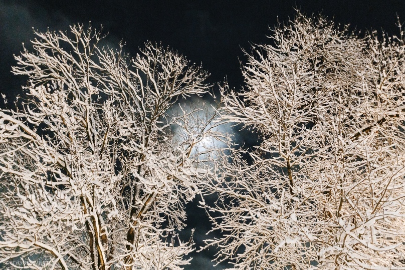     Фото: cerasus avium