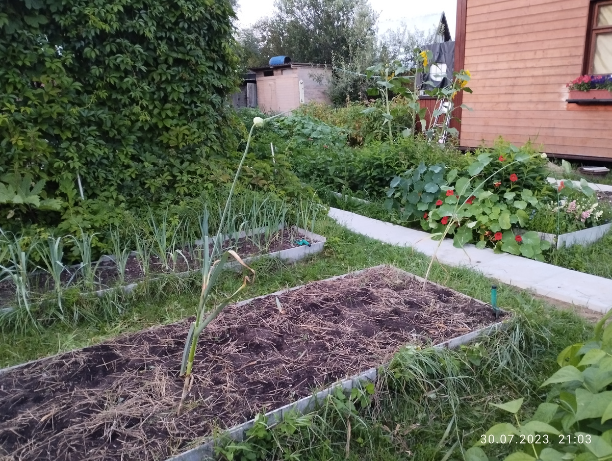 Оставленные стрелки чеснока на выращивание семян