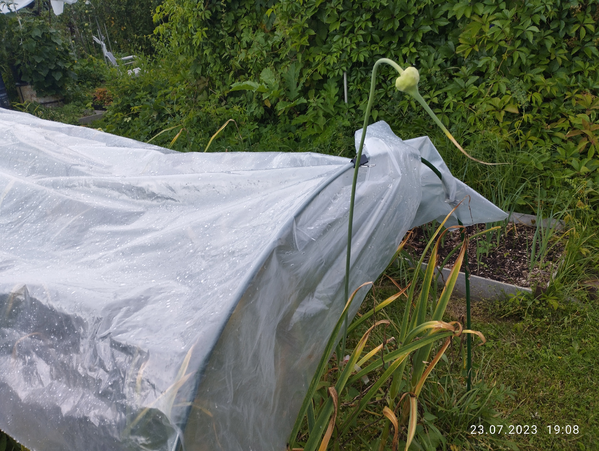 Оставленные стрелки чеснока на выращивание семян