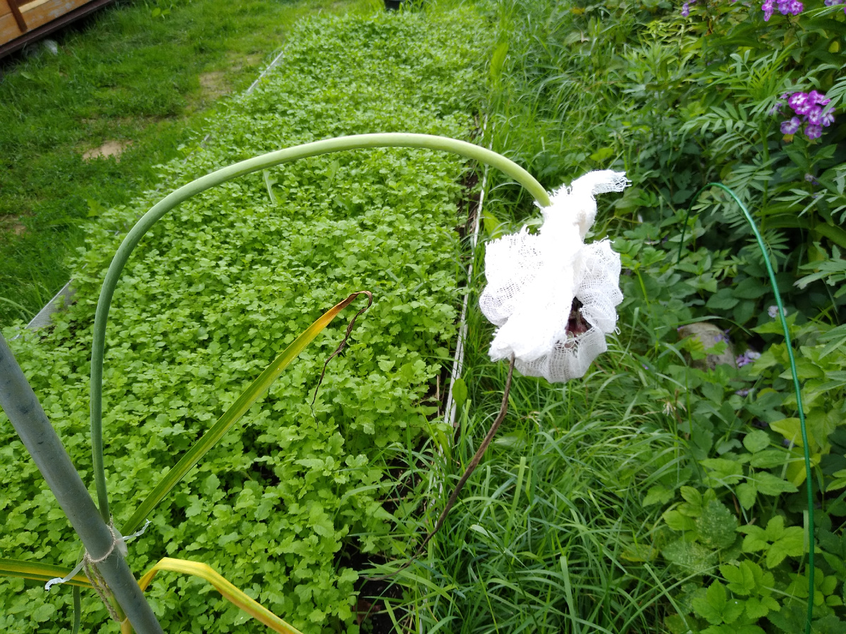 Оставленные стрелки чеснока на выращивание семян