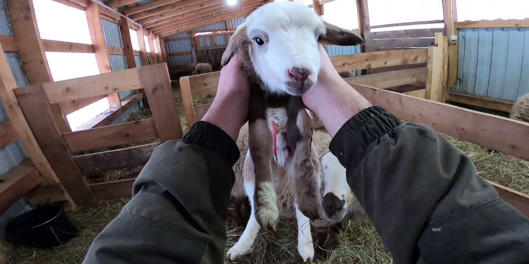 Почему мы жалеем животных больше, чем людей?