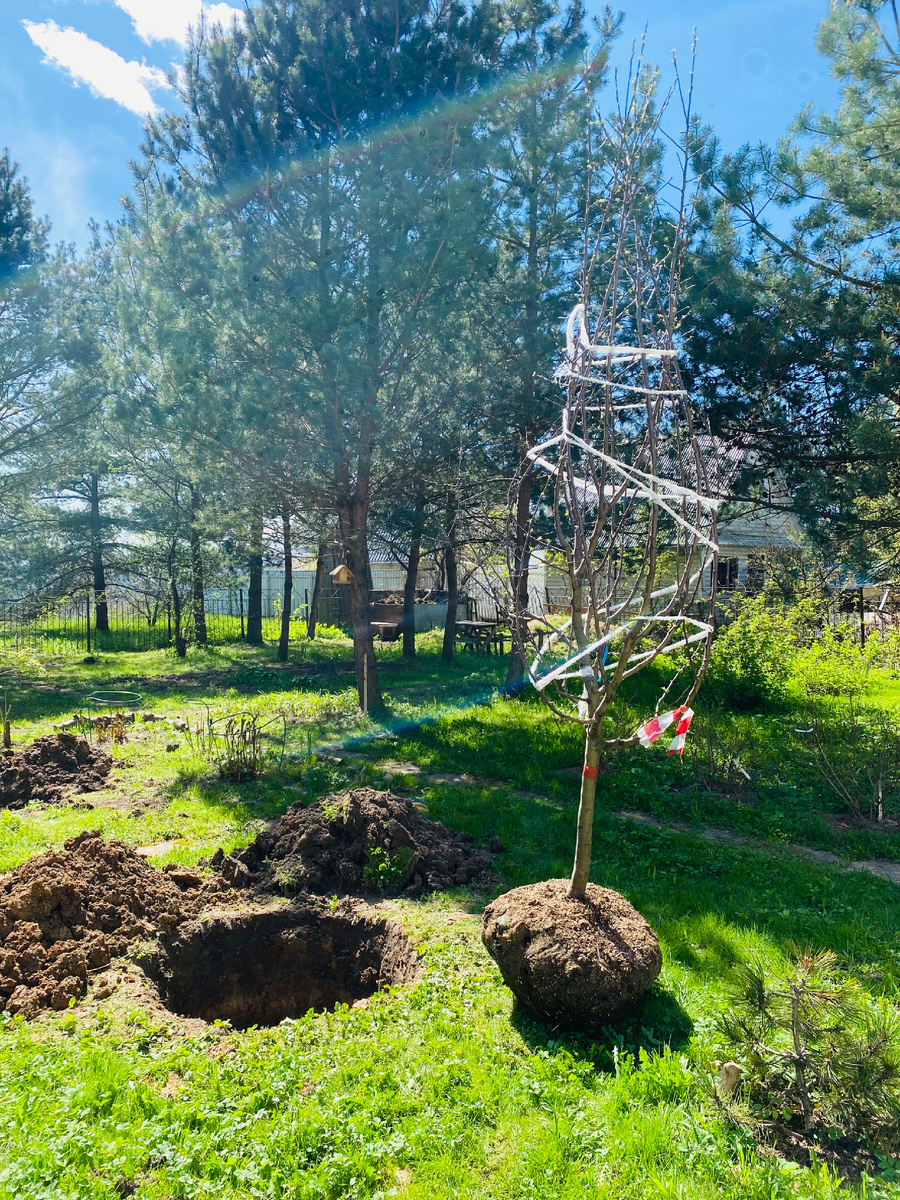 Вишня перед посадкой