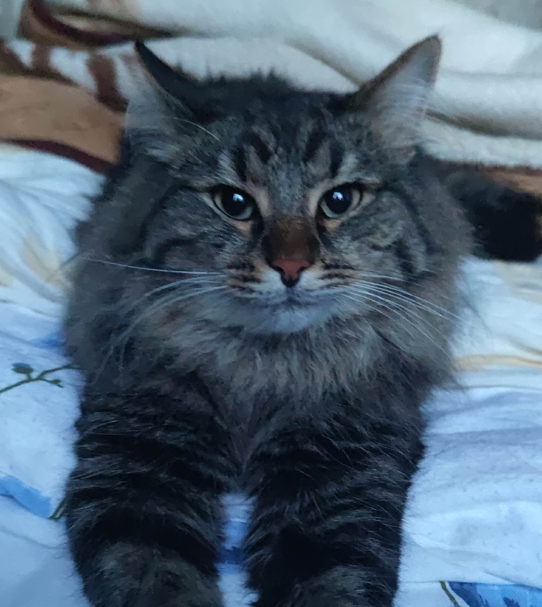 Первый паразит