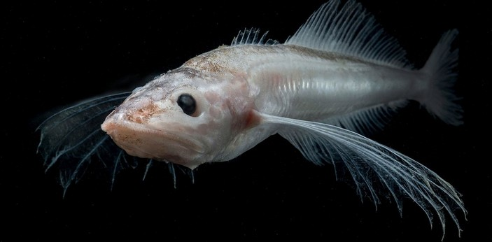 Фото с сайте elementy.ru