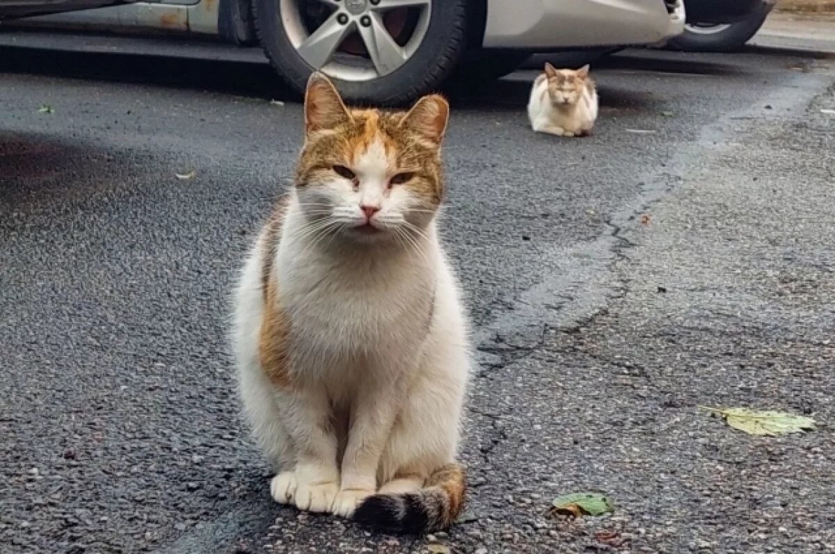    Нельзя впускать в дом трехцветных котов или других чужих животных, чтобы не привлечь несчастье.