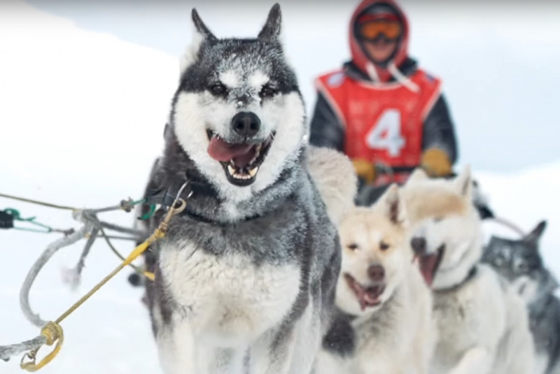 Фото: Гонка на собачьих упряжках / ИА «Камчатка»