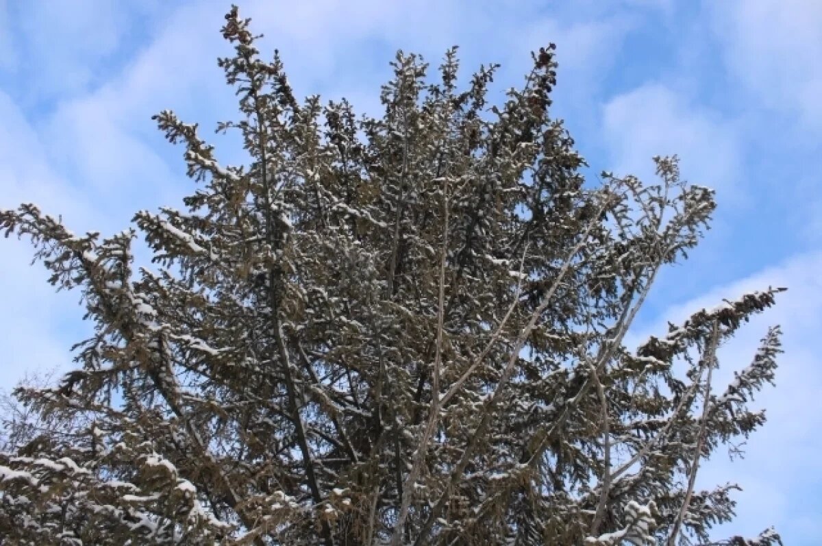    Новосибирцам напомнили о приметах в день Федора Поминальника 8 февраля