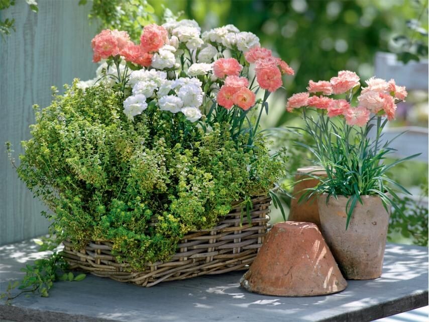 Фото 1. Гвоздика Шабо, Фото2. Сальвии