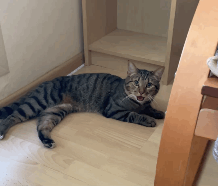 Бедный мой котик