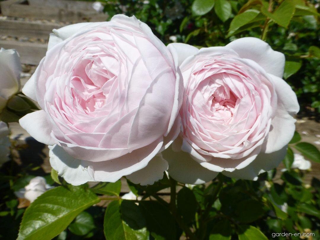 Герцогиня Кристиана