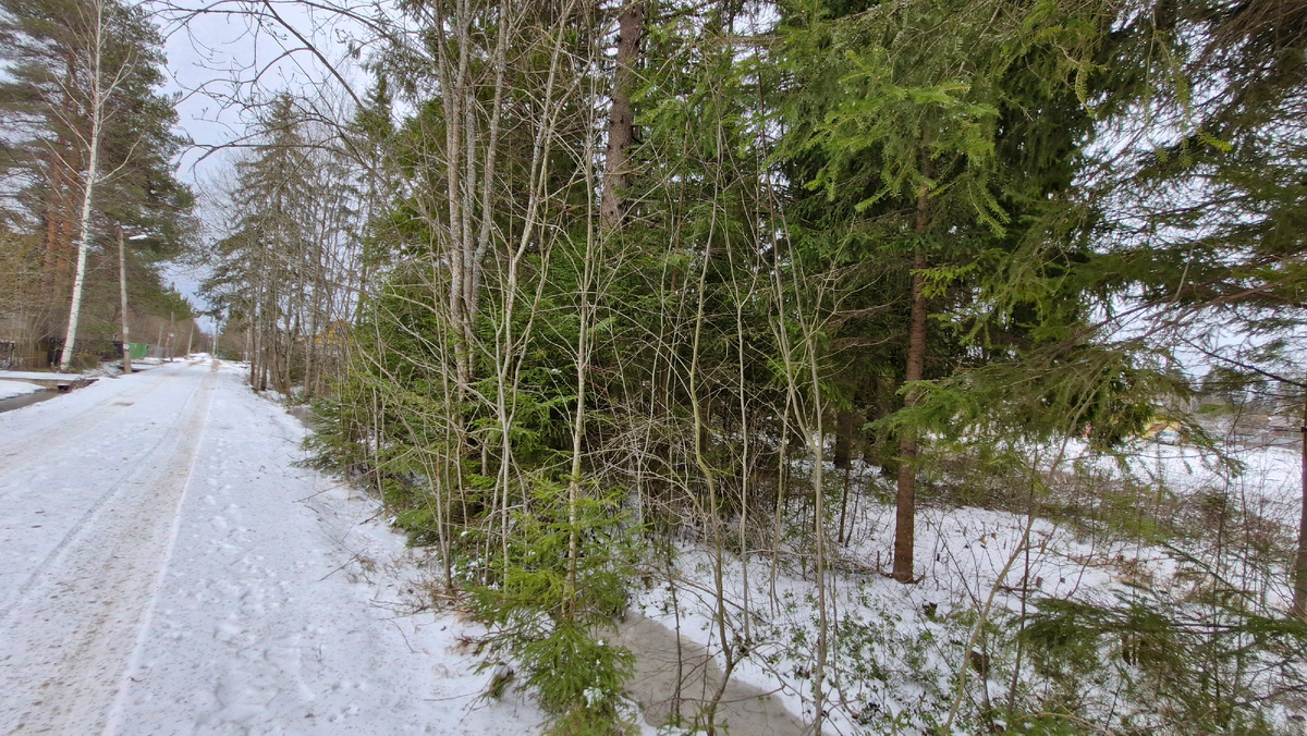 Мой участок до спиливания деревьев. Фото автора 