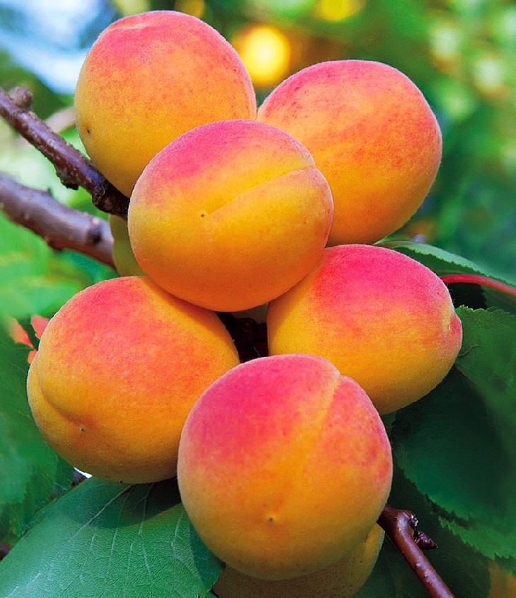 Абрикос Восточный Саян