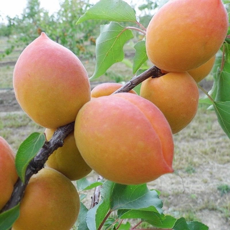 Абрикос Академик