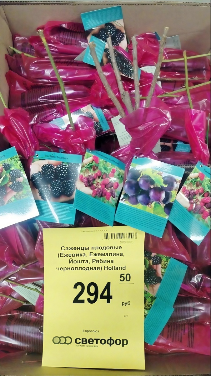 Йошта гибриднаяОписание: гибрид черной смородины и крыжовника, кустарник 2,5 метра в высоту, диаметр небольшой. Ягода кисло-сладкого вкуса с ярким мускатным ароматом. Масса плодов: до 5 гр. Форма плодов: овальная.☝️Ежемалинагибрид ежевики и малины. Сорт ранний, урожайный, самоплодный. Устойчивый к болезням и вредителям. Период созревания июль.☝️