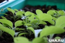    Перед посадкой рассады грунт следует пролить кипятком или прокалить в духовке