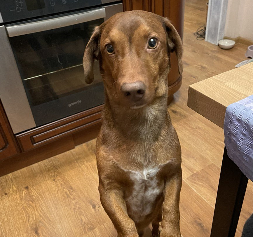 А пока фото Чарли, вот так он нас гипнотизирует взглядом, нет ли чего вкусненького? Фото автора