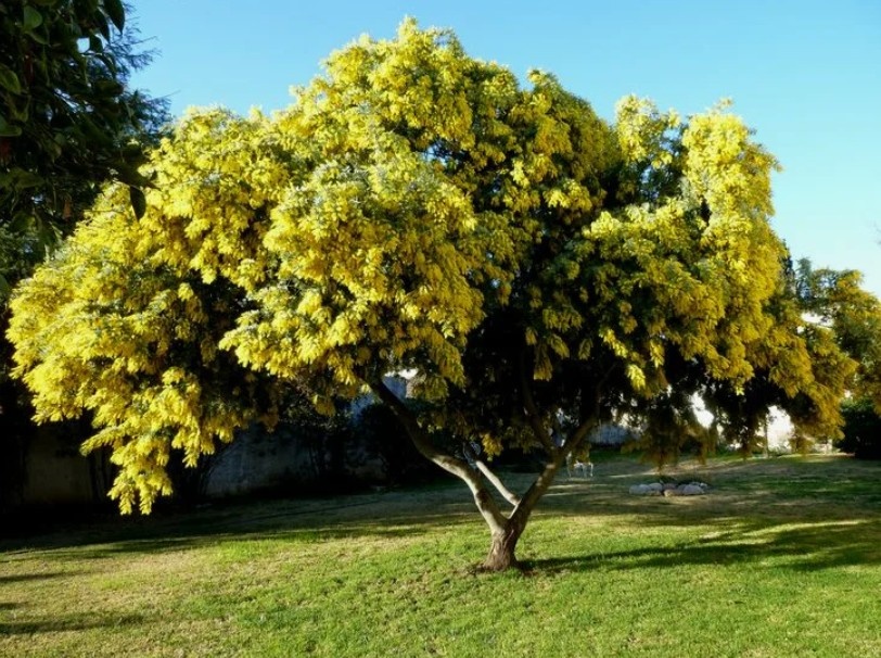 Мимоза, она же акация серебристая