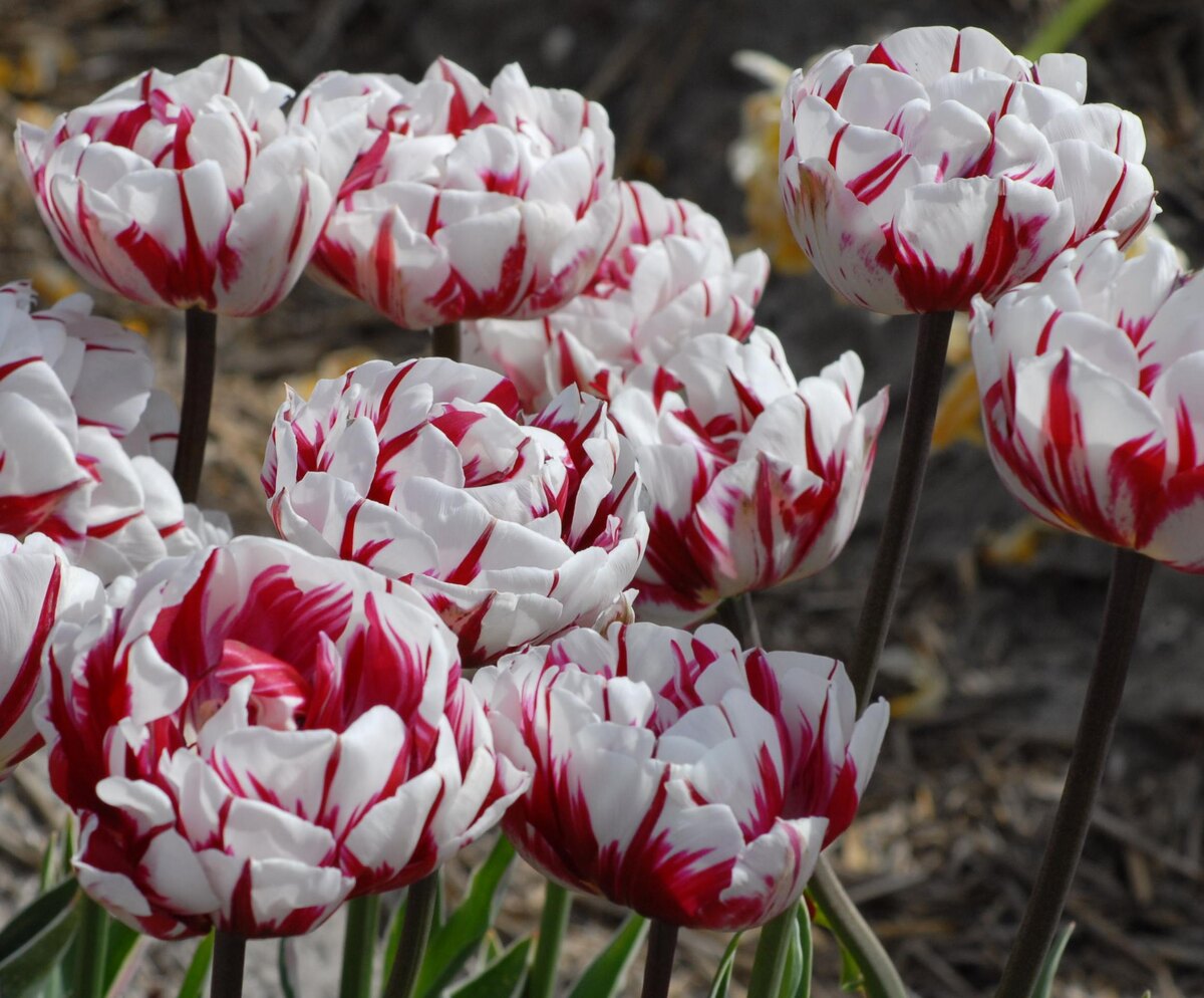 Карнавал же Найс