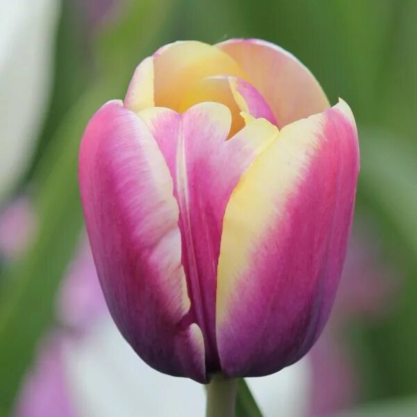 Арабиан Бьюти