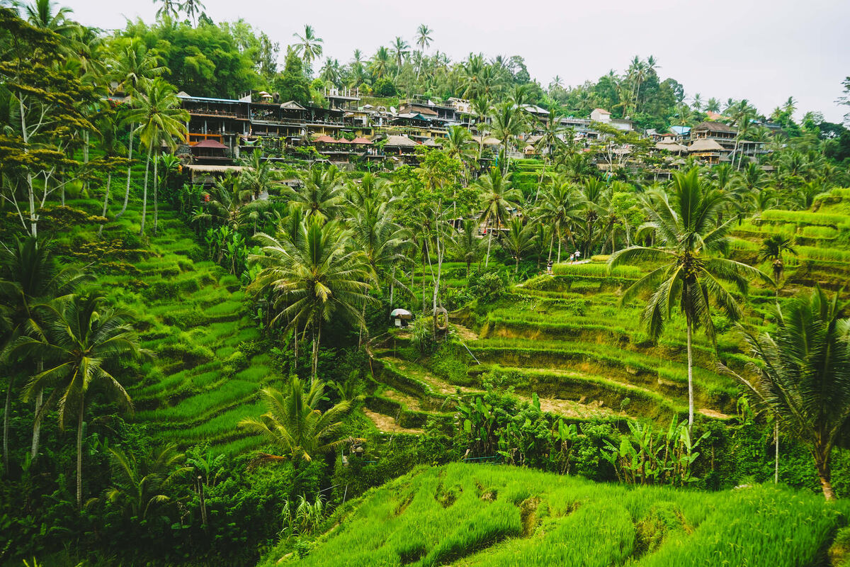 Рисовые террасы