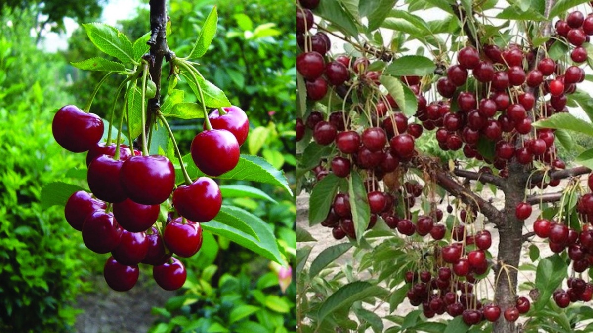 Результат применения натуральной подкормки - плоды крупнее на треть