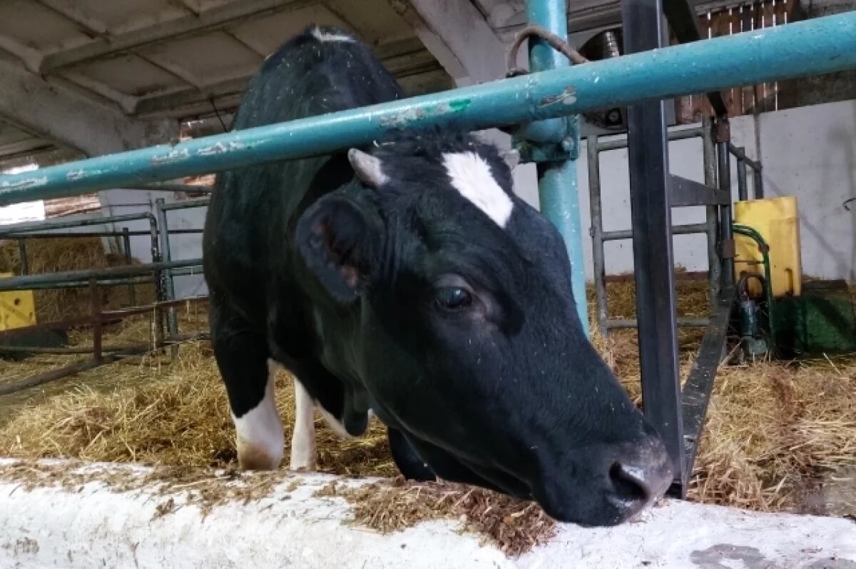    Копия мама.