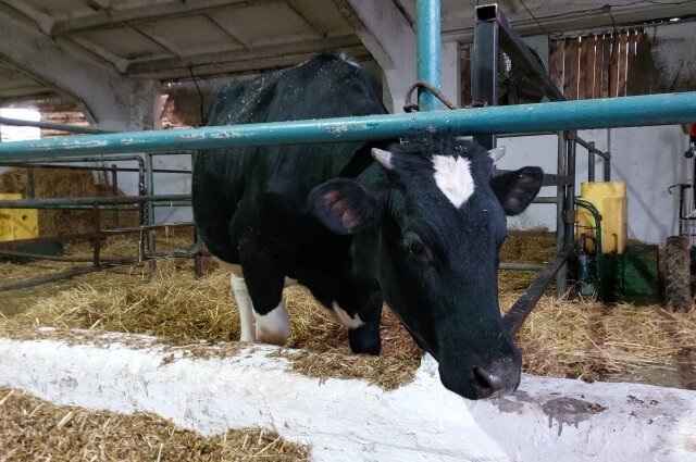    Фото: АиФ-Юг/ Александр Власенко