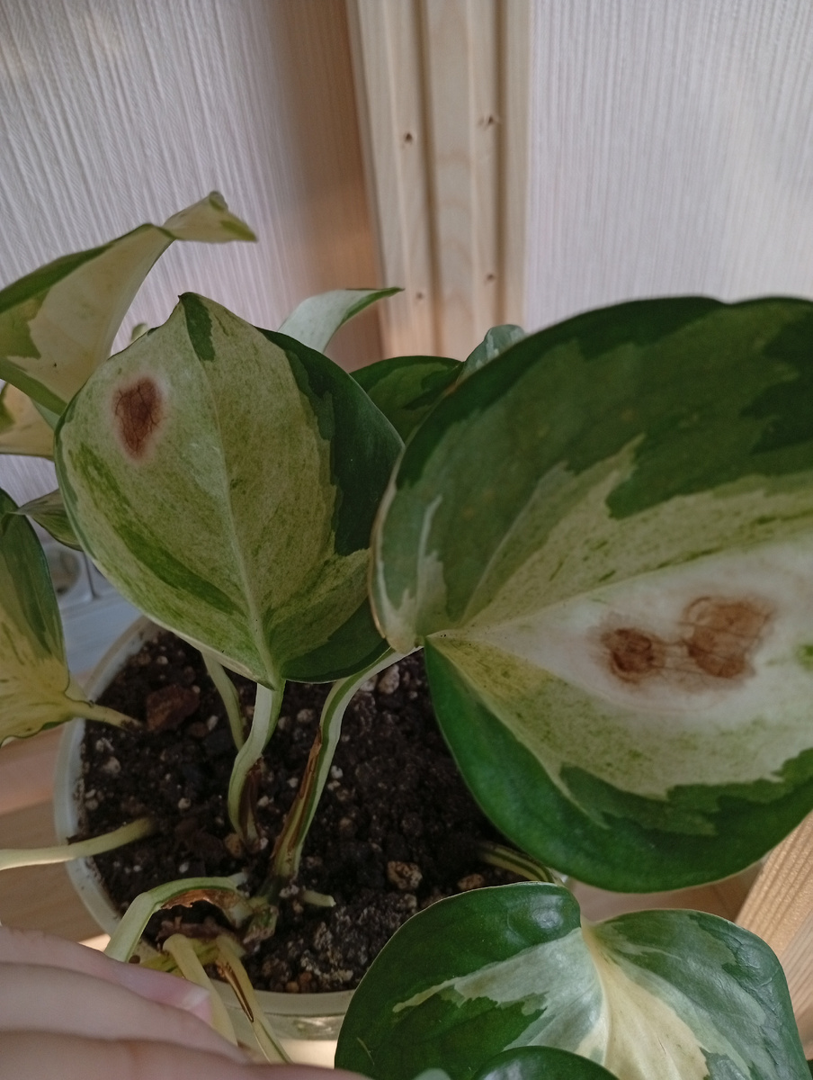 Фото автора. Пример пятен на листьях при неправильном поливе. Мне достаточно было пару раз пролить фитоспорином. Гниение прекратилось. Пересадка не потребовалась.