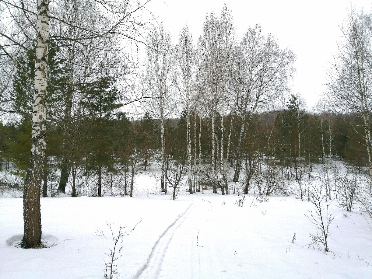 По следу снегохода. Фото автора