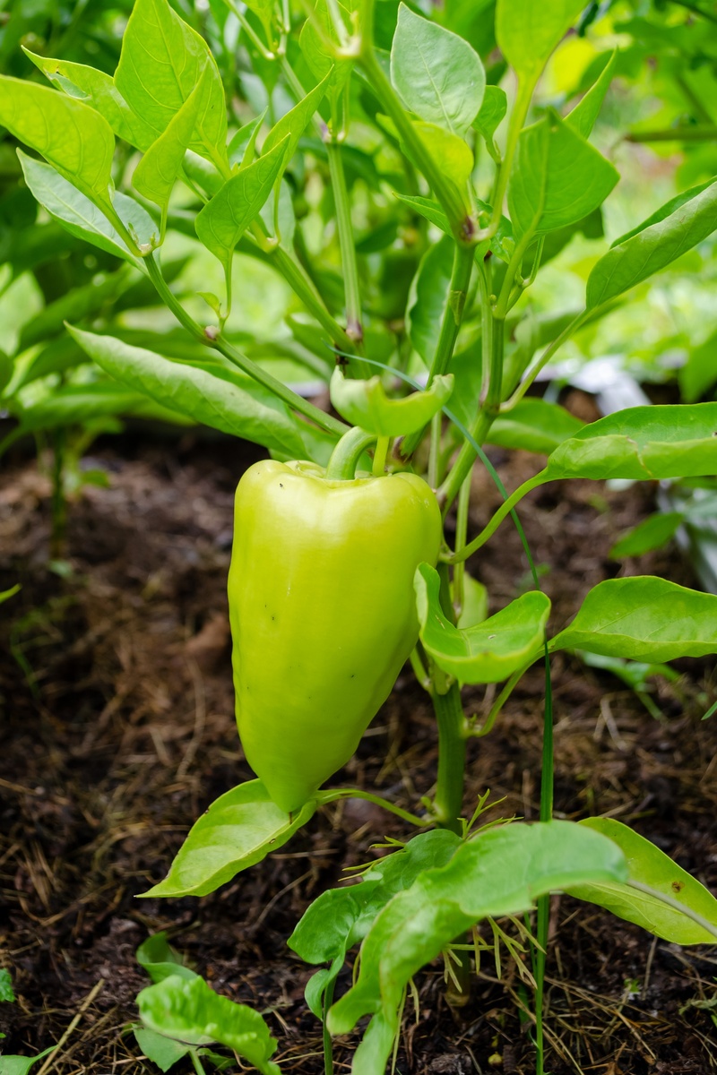 Вот такой красавец вырос у меня в открытом грунте