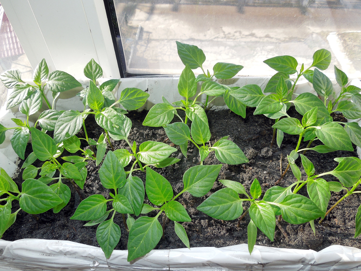 В тесноте, да не в обиде - всем хватает места. Не хочу тревожить, чтобы не повредить корневую систему