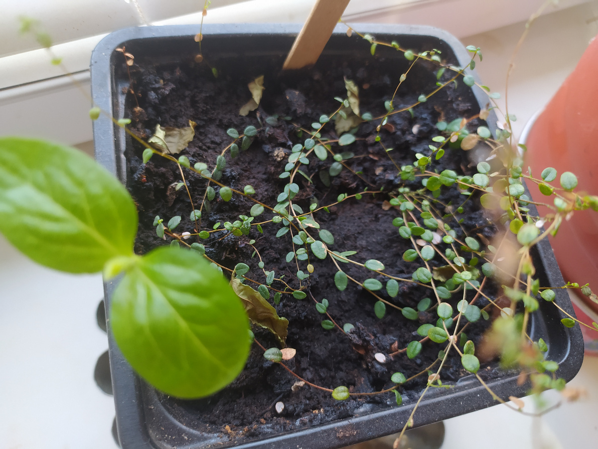 Хурма и клюква 