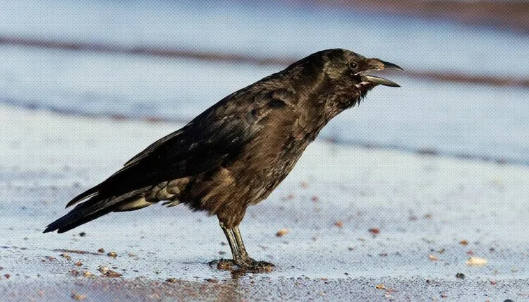 Источник: tass.ru