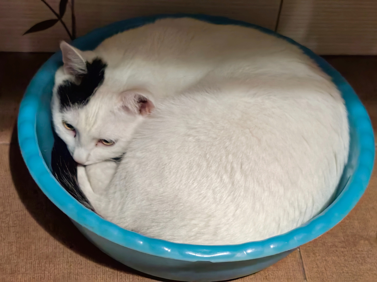 Мой кот как и все коты любят спать там где есть границы, вот в тазике например 