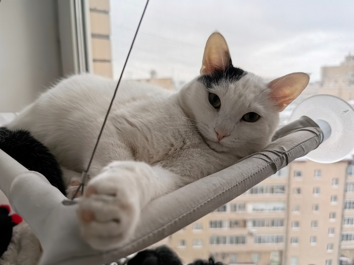 Лежит на гамаке на окне. Всех видит.