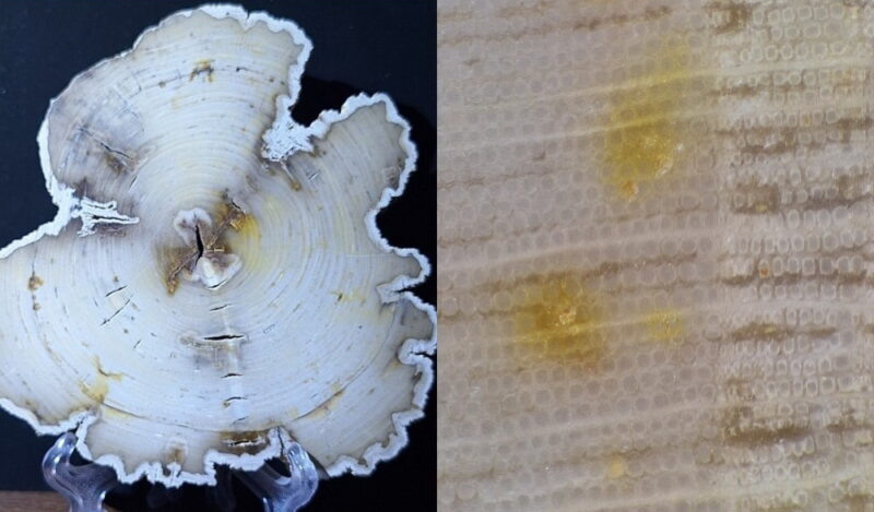    Спил окаменелого дерева, Волгоградская область, Камышин. (фото «Популярная Палеонтология»)