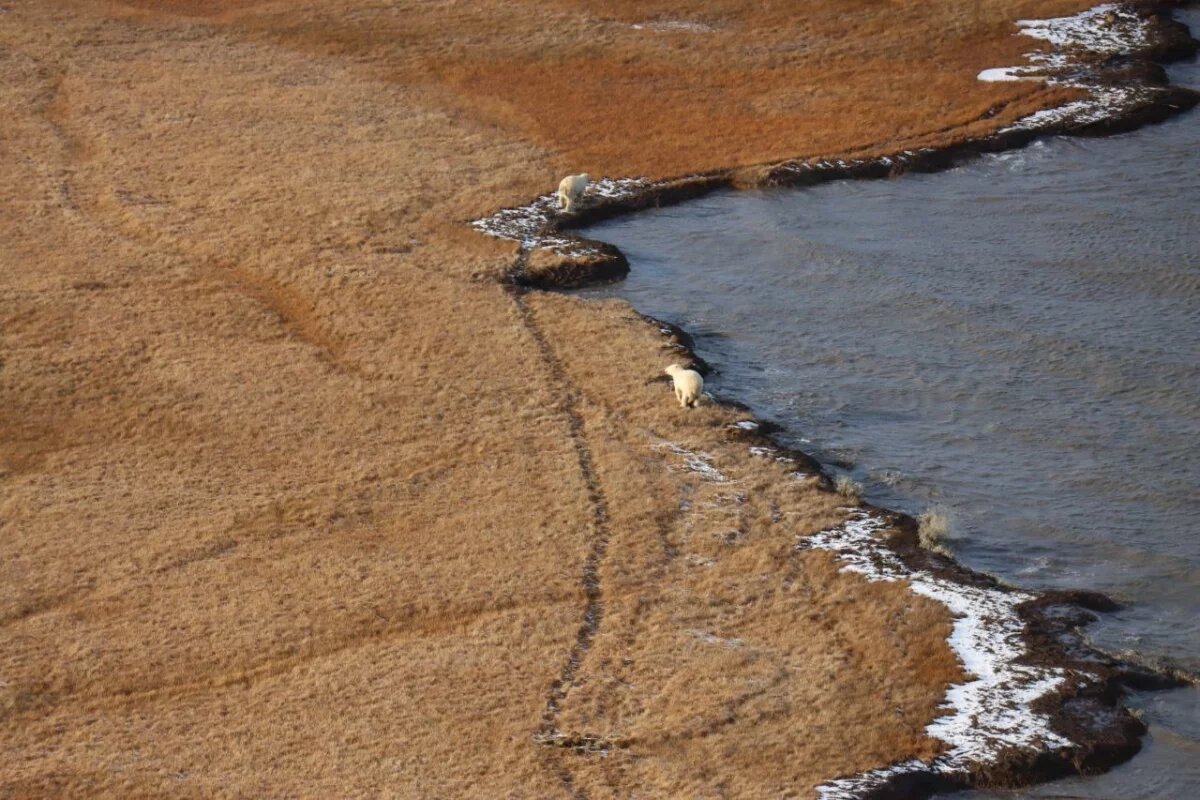    DM: ученые из Британии впервые нашли микропластик в снегах Антарктиды