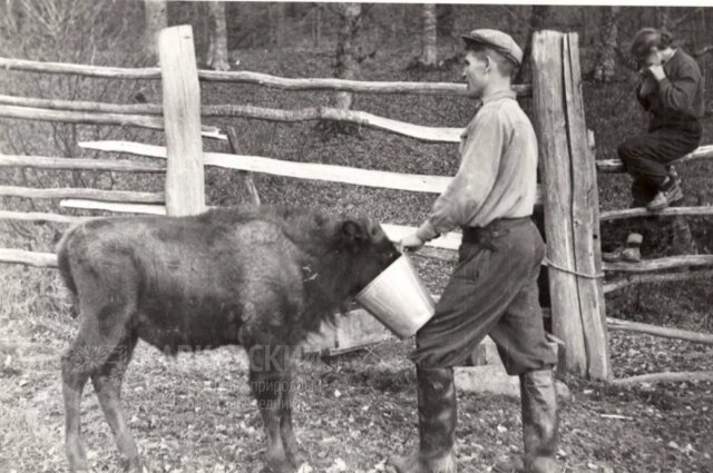    Зубровод Чуканов поит маленького зубрёнка. Фото: Кавказский заповедник