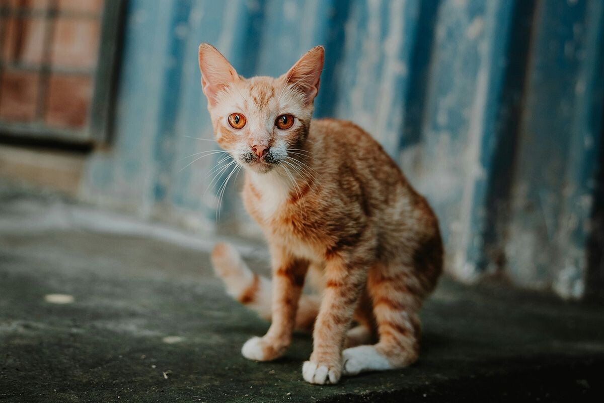    Фото: Элианна Гилл / Unsplash.com