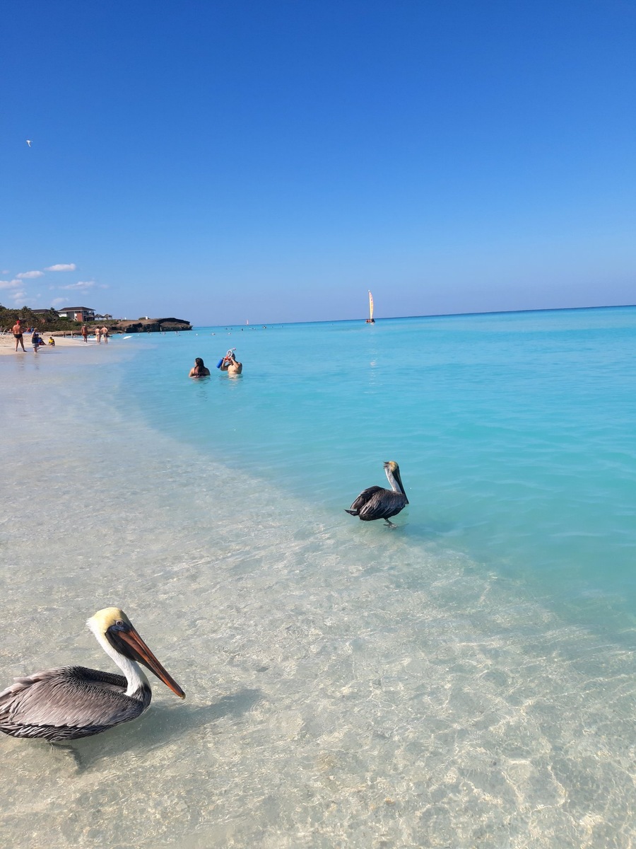 MariaManchuria, автор отзыва