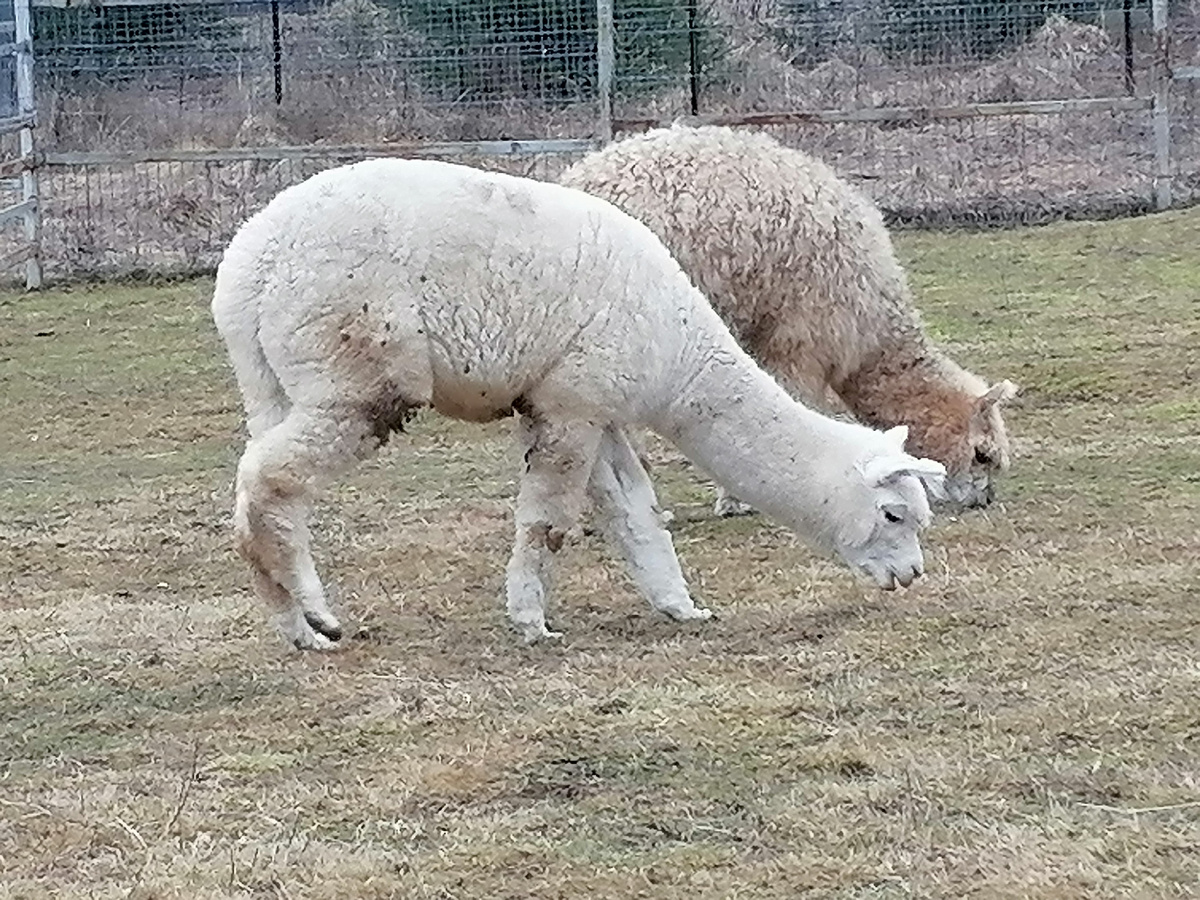 Ламы и альпаки такие мохнатые, что мороз им не страшен! 