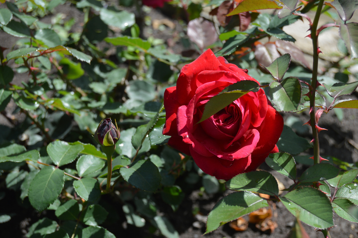 Фото автора. Лето 2024. Шипы Розы.