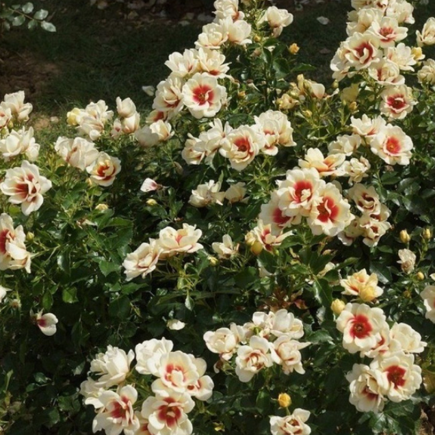 Бэбилон Айз