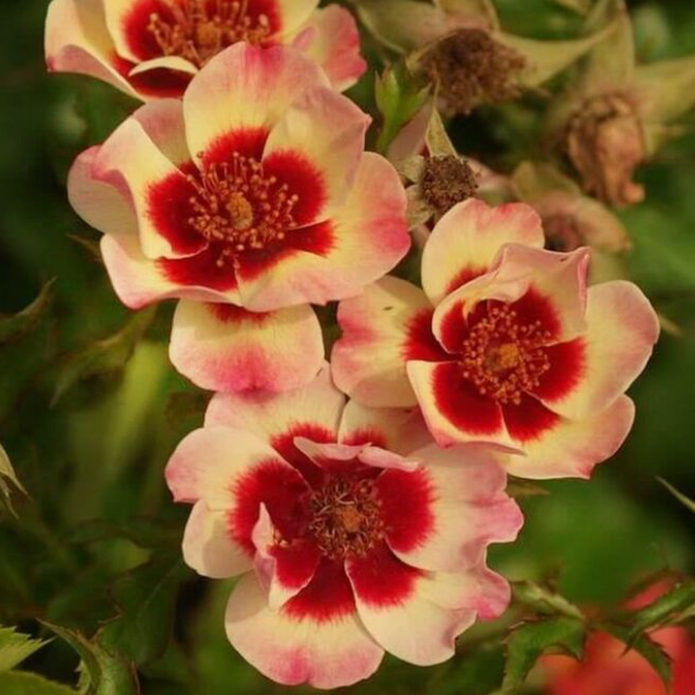 Роза Фэнси Бэбидлн Айз