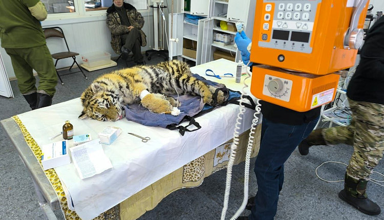 Источник новости: https://nia.eco/2025/02/06/97623/