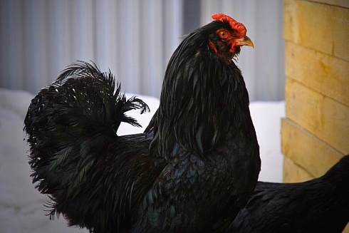 Порода кур Галан или русская бородатая