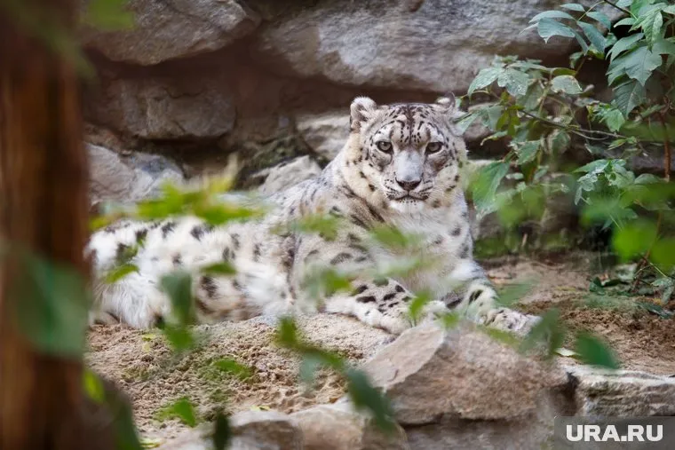 Снежные барсы общаются друг с другом звуками и мимикой
Фото: Александр Мамаев © URA.RU