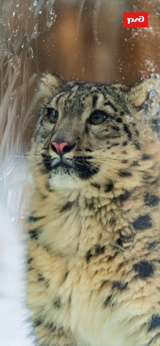 Герои фотосета – ирбисы, которые живут в Пермском зоопарке
Фото:СвЖД Новости/telegram