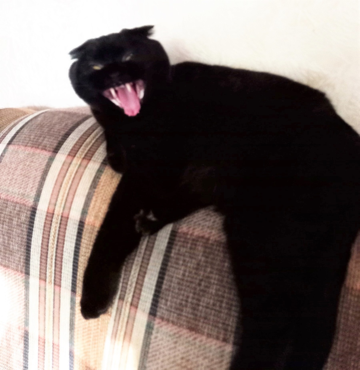 За фото Пряни благодарю Марину АБРОЧНОВУ)