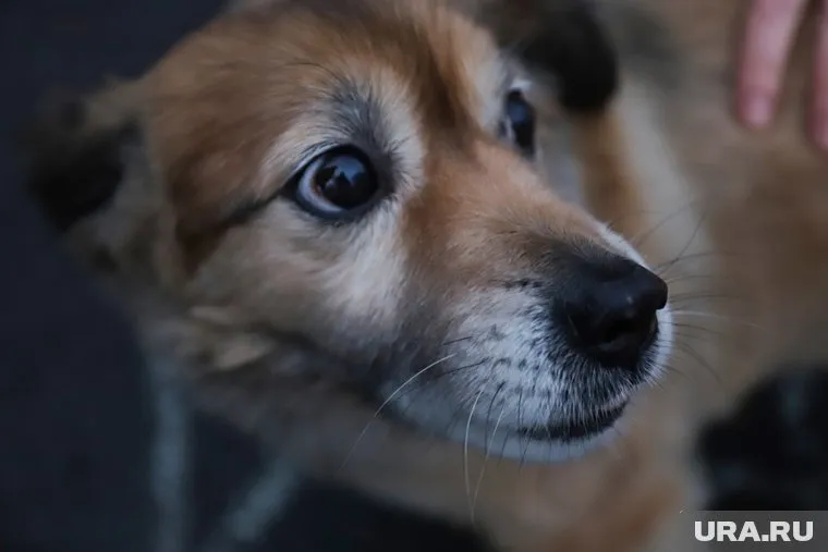 С городских улиц бездомных собак отправляют в приют
Фото: Размик Закарян © URA.RU